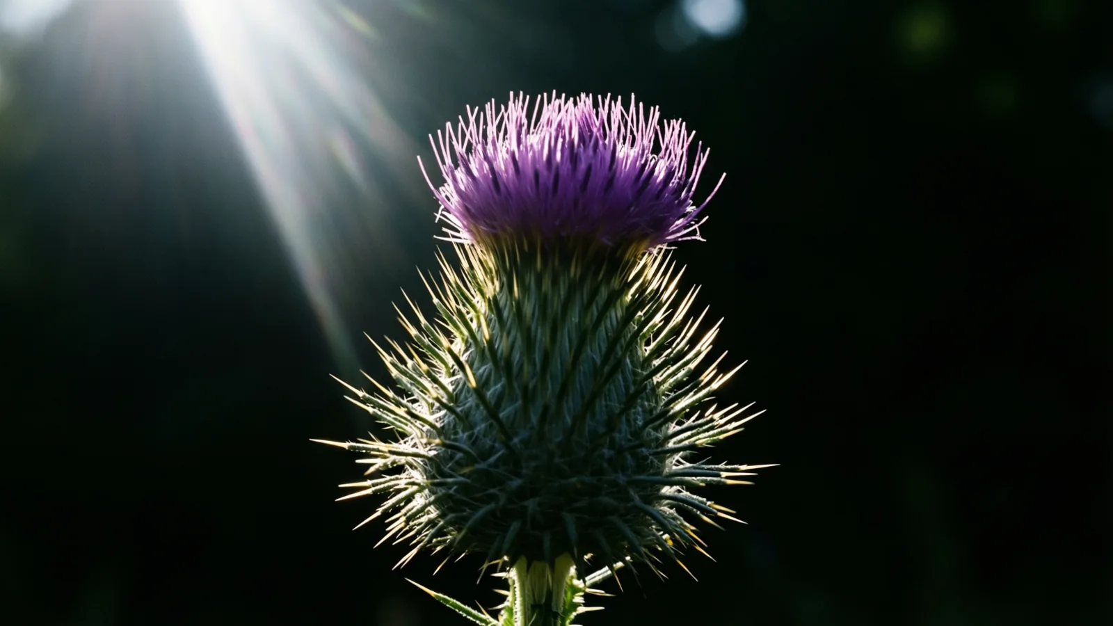 Una flor de cardo con un penacho morado arriba y una base verde espinosa se alza frente a un fondo negro. Un haz de luz brillante entra desde la esquina superior izquierda y resalta las puntas de las espinas.