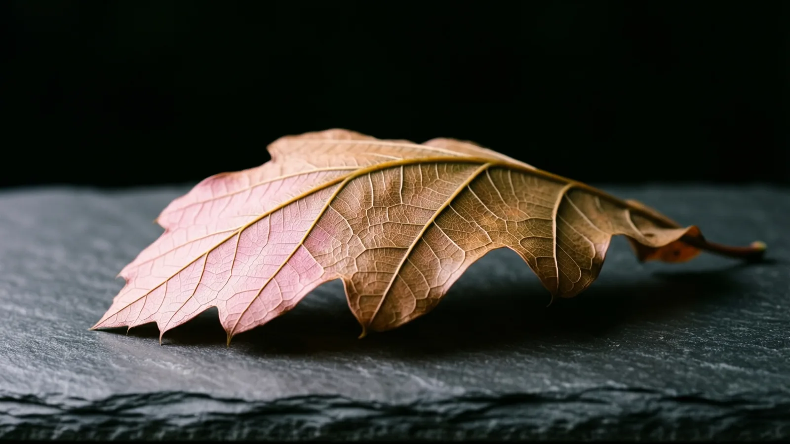 Una hoja seca con venas finas y visibles, rosada a la izquierda y marrón a la derecha, yace sobre una superficie de pizarra gris oscura. Una luz suave cae sobre la hoja, y el fondo es negro.