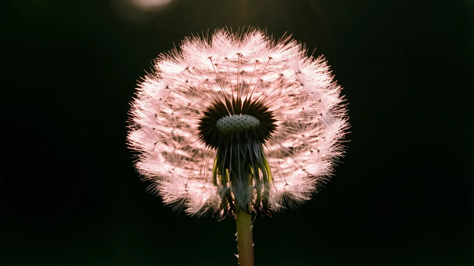 Una sola cabeza de semillas de diente de león, con filamentos esponjosos de tono rosa pálido sobre un tallo verde, vista desde abajo. La luz desde atrás atraviesa las semillas y el fondo es oscuro y vacío, con una tenue mancha de luz borrosa arriba.