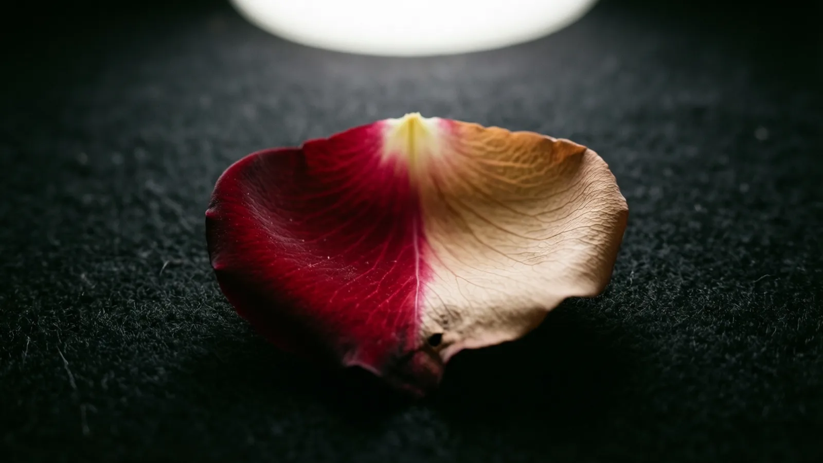 Un solo pétalo, rojo intenso en una mitad y beige claro en la otra, descansa sobre una tela oscura y vellosa. La luz de una forma blanca, brillante y redondeada en el borde superior cae sobre las finas venas del pétalo, y la tela se pierde en la oscuridad.