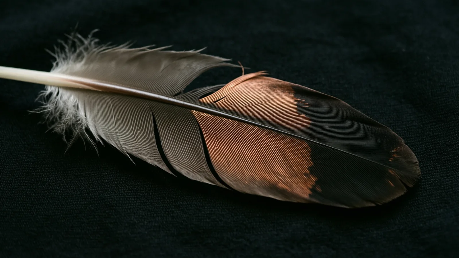 Una sola pluma gris y negra con una zona cobriza anaranjada reposa en diagonal sobre una tela oscura con textura, con el cañón claro saliendo por el borde izquierdo. La luz suave resalta las finas barbas y el fondo es casi negro.