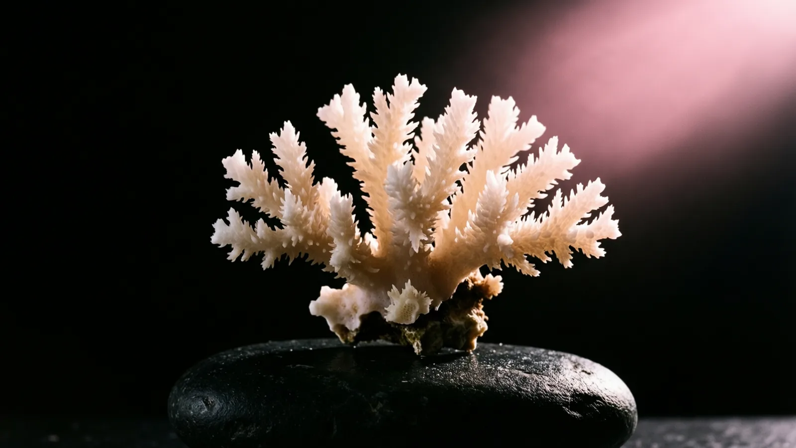 Un trozo de coral crema pálido con ramas y puntas espinosas se apoya sobre una piedra negra, lisa y húmeda. Una luz rosada cae desde la esquina superior derecha, y el fondo es negro.